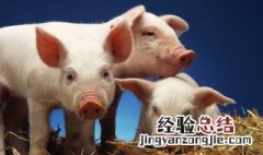 梅柳肉在猪的哪个部位 猪肉梅柳好吃吗