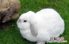 兔子耳痒病防治技术 兔子耳痒病防治技术视频