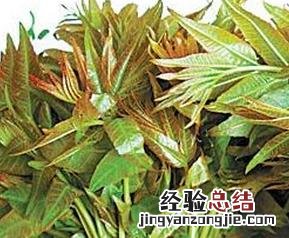吃香椿的禁忌 吃香椿的禁忌三甲医院回答