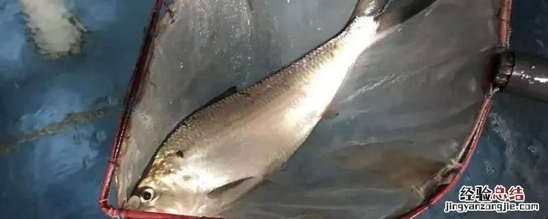 王鱼又叫什么鱼 王鱼是什么鱼