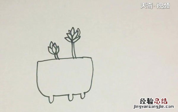 多肉的简笔画 多肉的简笔画视频