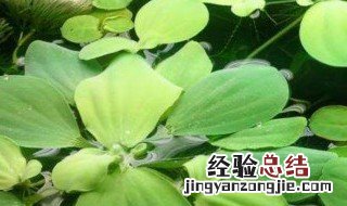 浮萍水草怎么养 浮萍水草怎么养护