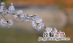 玉树琼枝 是什么意思 玉树琼枝是啥意思