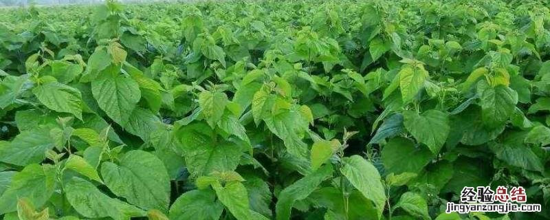 蛋白桑每亩地成本多少，蛋白桑每亩种多少棵