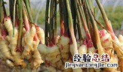 新鲜采摘的生姜正确储存方法 新鲜生姜采收后如何保存