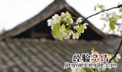 清明节传统节日风俗活动 清明节的节俗活动