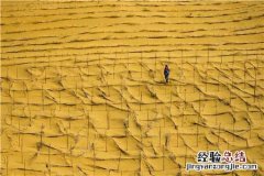 防护林是什么意思 防护林的概念