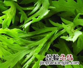 芹菜的功效与作用 芹菜叶的功效与作用