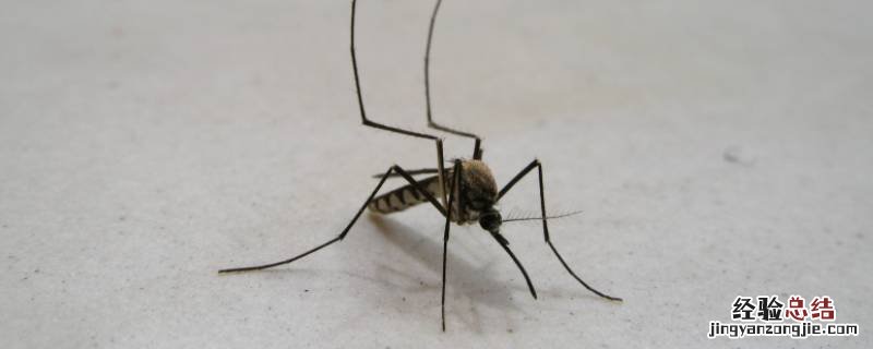晚上睡觉驱蚊子小妙招 夜晚防蚊子小妙招