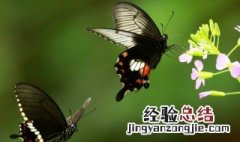 蝴的组词 蝴的组词有哪些