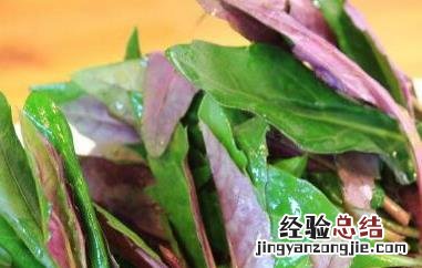 观音菜的功效与作用、禁忌和食用方法 观音菜的食用注意事项和禁忌