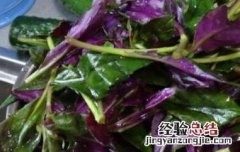 观音菜的功效与作用、禁忌和食用方法 观音菜的食用注意事项和禁忌