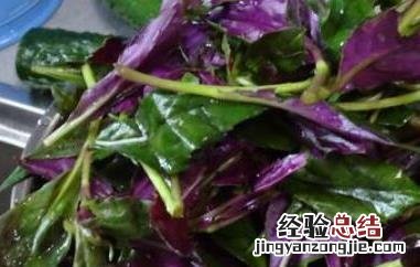 观音菜的功效与作用、禁忌和食用方法 观音菜的食用注意事项和禁忌