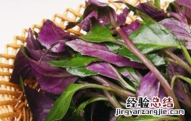 观音菜的功效与作用及食用方法 观音菜的功效与作用