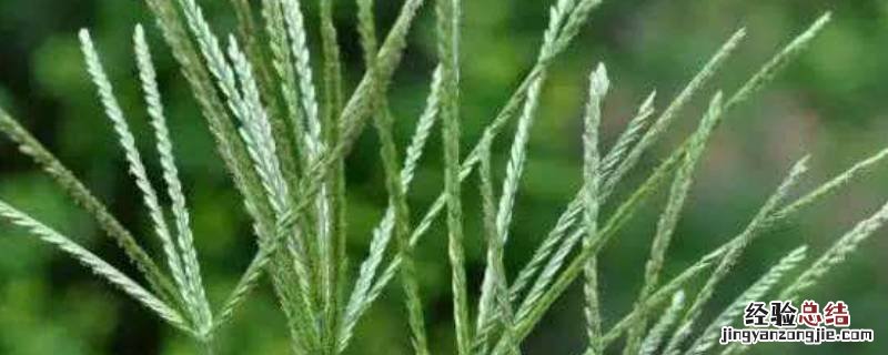 分蘖和蘖位 促分蘖是什么意思
