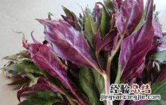 紫背天葵的功效与作用 紫背天葵的功效与作用及禁忌