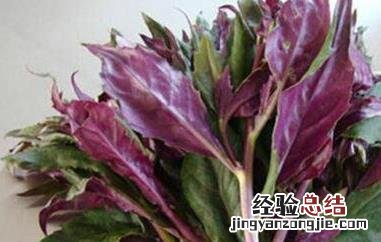 紫背天葵的功效与作用 紫背天葵的功效与作用及禁忌