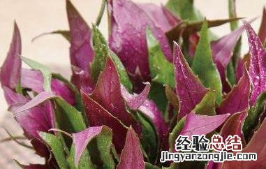 观音菜的药用价值 白观音菜的功效与作用