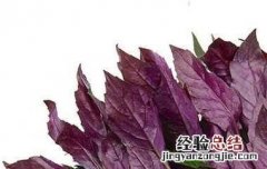 观音菜的药用价值 白观音菜的功效与作用