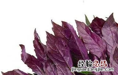 观音菜的药用价值 白观音菜的功效与作用
