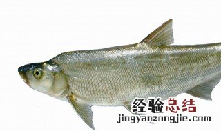 翘嘴鱼怎么保鲜 翘嘴鱼保鲜方法