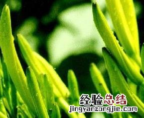 金针菜长什么样子 金针菜长什么样子图片大全