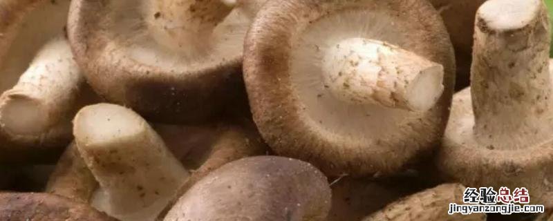 哪里有学种香菇技术的,种香菇需要的条件有哪些?