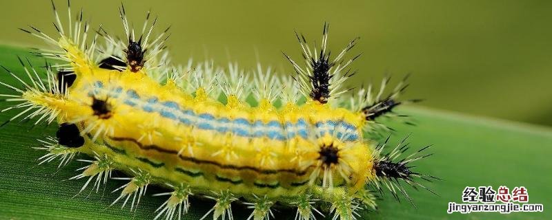 洋辣子怕什么农药 洋辣子防治用什么药,洋辣子的天敌