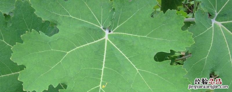 种植博落回一亩的效益，可用什么除草剂帮除草