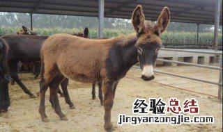 梦见驴预示着什么 梦见驴预示着什么征兆