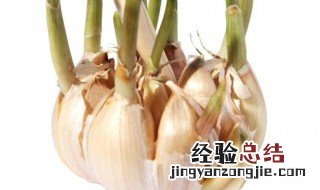 大蒜发芽能吃吗 了解一下