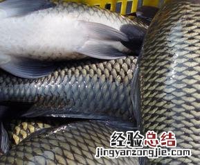 鲤鱼的营养价值与功效 鲤鱼的营养价值及功效