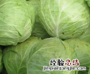 包菜的功效与作用禁忌 包菜的功效与作用