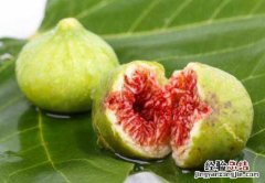 无花果怎么烘干保存，无花果怎么保存