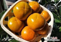 柿子冰糖泡酒的功效与作用 柿子冰糖泡酒的功效与作用及禁忌
