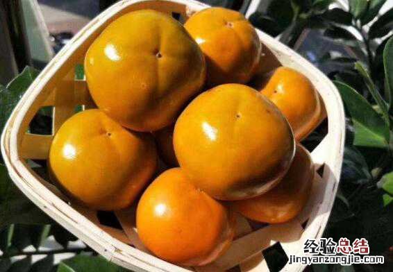 柿子冰糖泡酒的功效与作用 柿子冰糖泡酒的功效与作用及禁忌