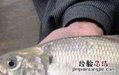 鲥鱼鳞的功效与作用 鱼鳞的药用功效