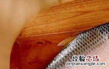 鲥鱼鳞的功效与作用 鱼鳞的药用功效