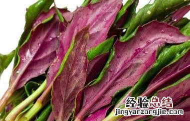 观音菜的功效与作用 观音菜的功效与作用及食用方法