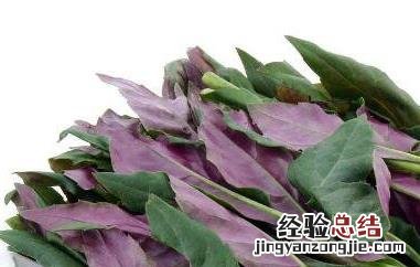 观音菜的功效与作用 观音菜的功效与作用及食用方法