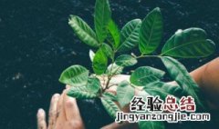 描写叶子颜色的四字词语有哪些 关于描写叶子颜色的四字词语