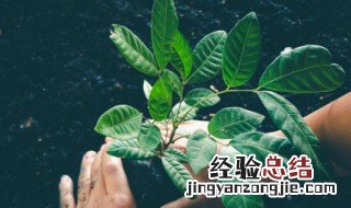 描写叶子颜色的四字词语有哪些 关于描写叶子颜色的四字词语
