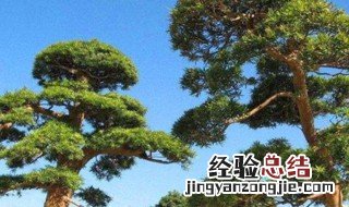 松树代表什么意思 松树代表什么含义