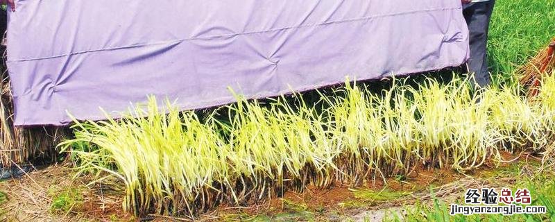 新型韭黄种植技术,韭黄种植成本和利润