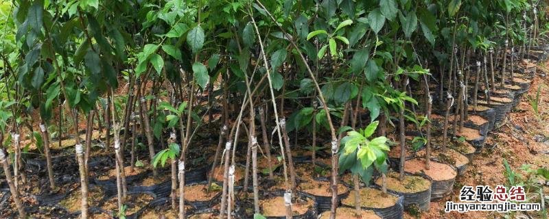 树苗哪里买，怎么能让小树苗茁壮成长