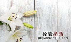 野百合花语象征与寓意 野百合花寓意是什么