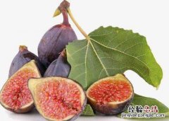 鲜无花果的功效与作用，新鲜无花果怎么吃