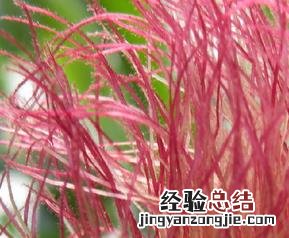 玉米须的药用价值与功效图片 玉米须的药用价值与功效