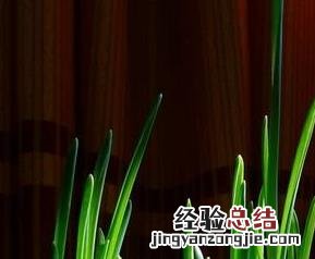 大蒜怎么种 大蒜怎么种出苗快