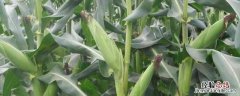 益农玉7和益农玉14对比，益农玉7号玉米种简介